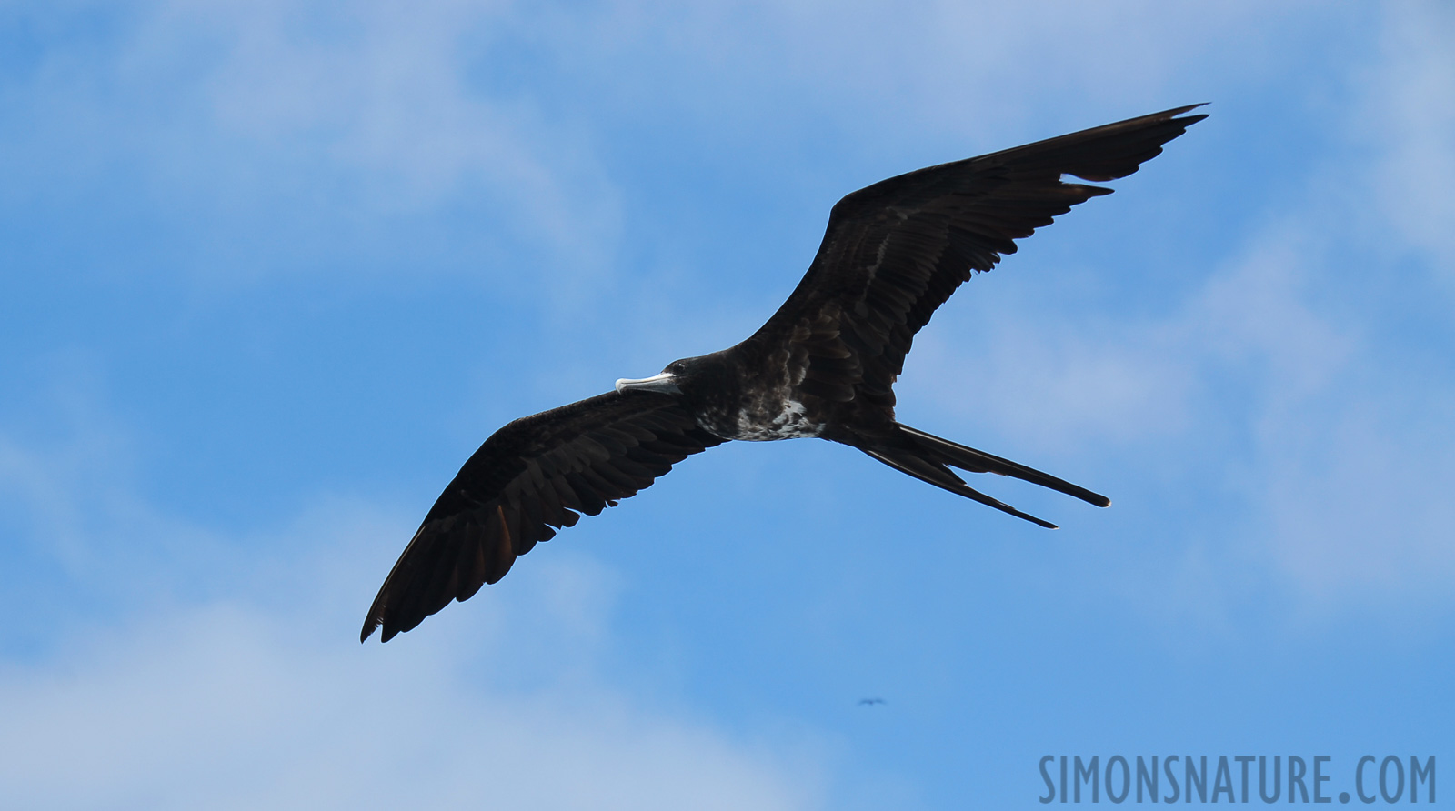 Fregata magnificens [70 mm, 1/250 Sek. bei f / 8.0, ISO 100]